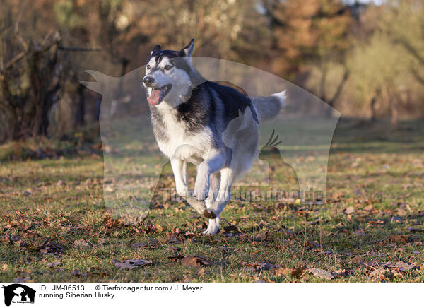 rennender Siberian Husky / running Siberian Husky / JM-06513