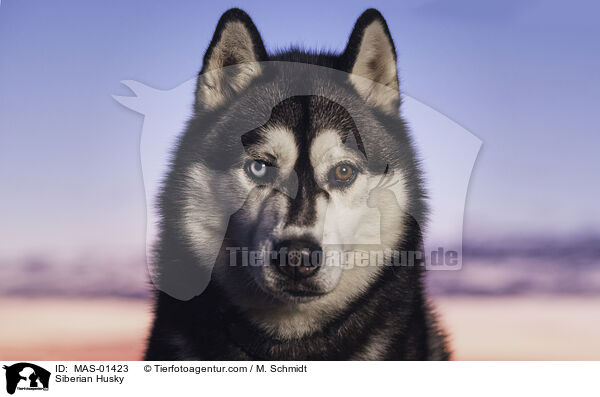 Siberian Husky / Siberian Husky / MAS-01423