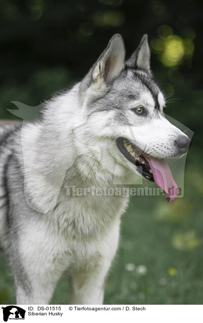 Siberian Husky / Siberian Husky / DS-01515