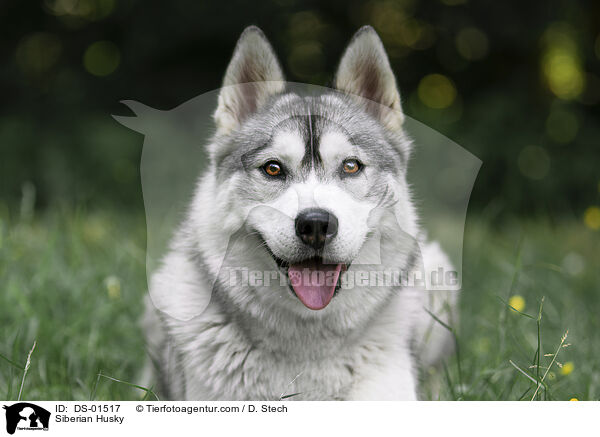 Siberian Husky / Siberian Husky / DS-01517