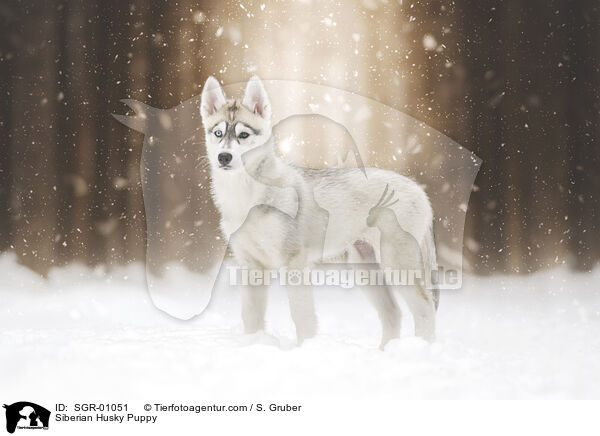 Siberian Husky Welpe / Siberian Husky Puppy / SGR-01051