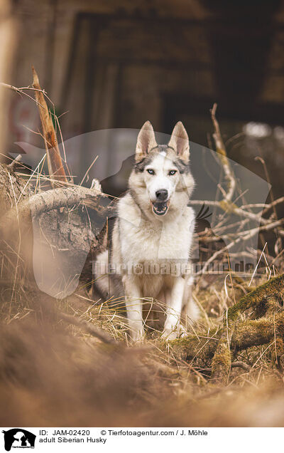 ausgewachsener Siberian Husky / adult Siberian Husky / JAM-02420