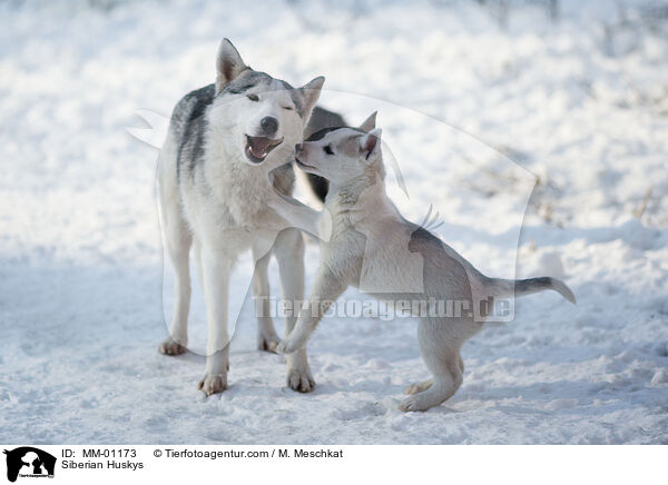 Siberian Huskys / Siberian Huskys / MM-01173