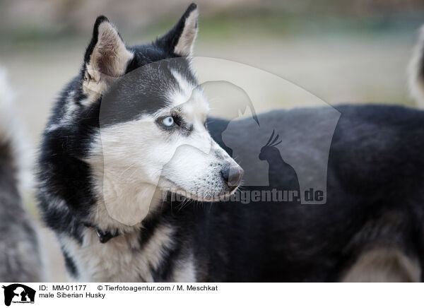 male Siberian Husky / MM-01177