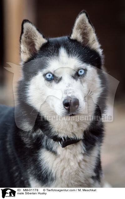 Siberian Husky Rde / male Siberian Husky / MM-01178