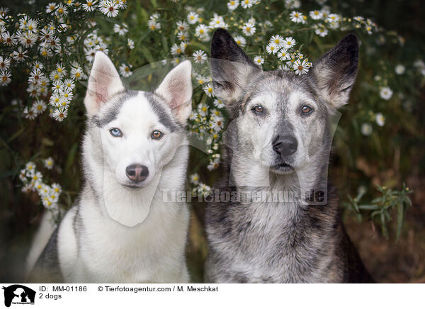 2 Hunde / 2 dogs / MM-01186