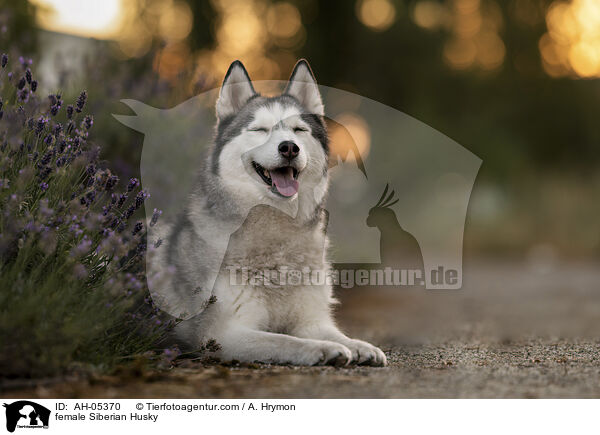 female Siberian Husky / AH-05370