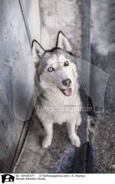 female Siberian Husky / AH-05371