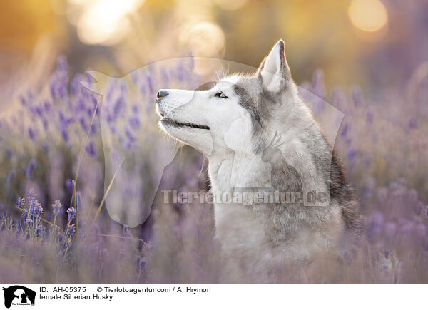 female Siberian Husky / AH-05375