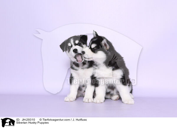 Siberian Husky Welpen / Siberian Husky Puppies / JH-29310