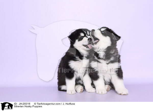 Siberian Husky Puppies / JH-29316