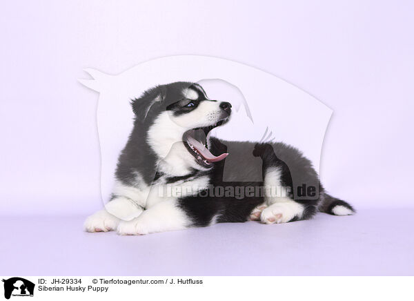 Siberian Husky Welpe / Siberian Husky Puppy / JH-29334