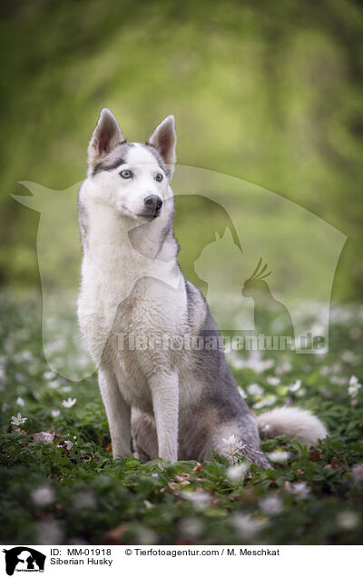 Siberian Husky / Siberian Husky / MM-01918