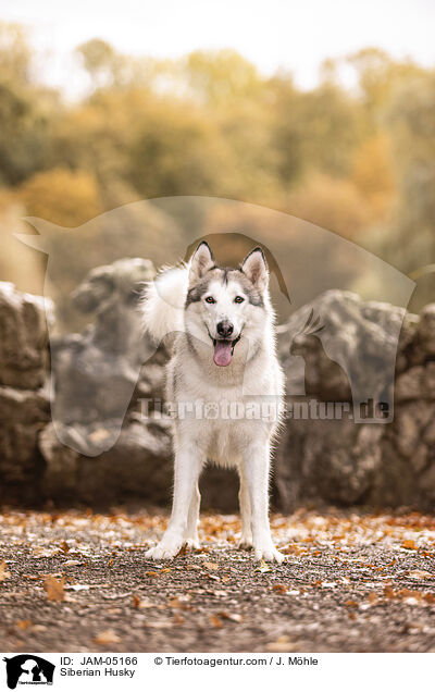 Siberian Husky / JAM-05166