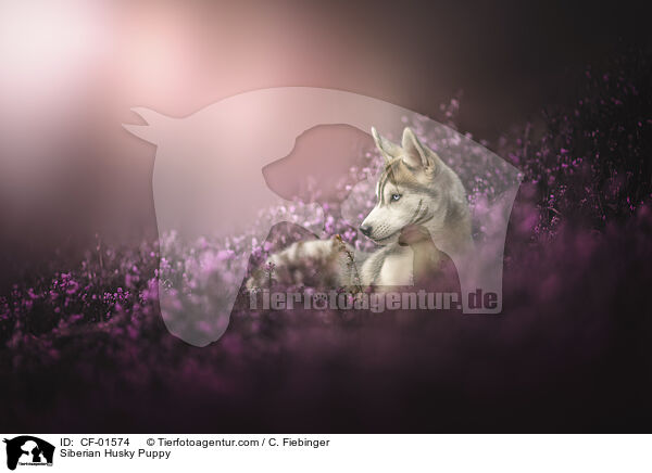 Siberian Husky Puppy / CF-01574