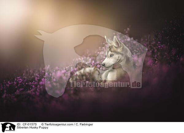 Siberian Husky Puppy / CF-01575