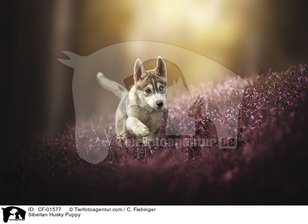 Siberian Husky Puppy / CF-01577