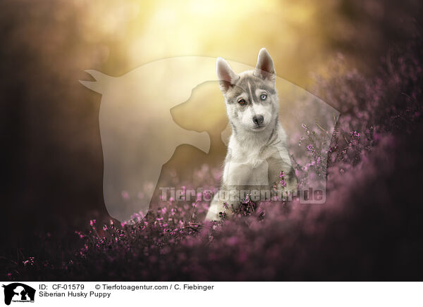 Siberian Husky Puppy / CF-01579