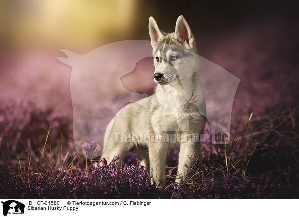 Siberian Husky Puppy / CF-01580