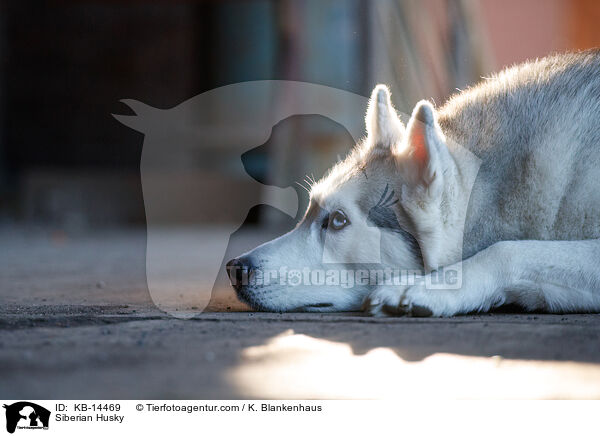 Siberian Husky / Siberian Husky / KB-14469