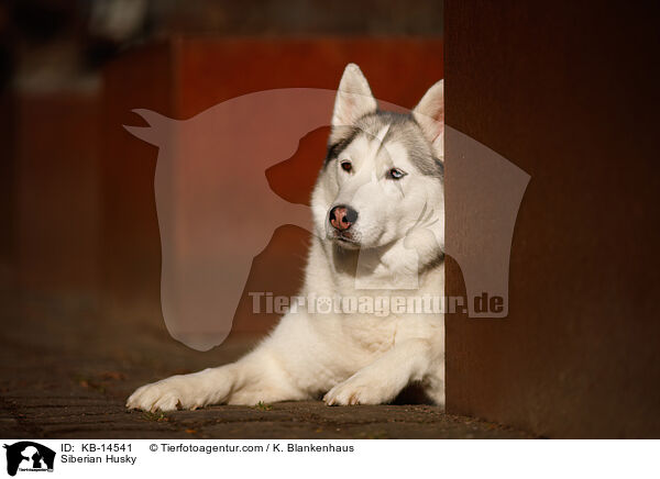 Siberian Husky / Siberian Husky / KB-14541