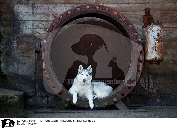 Siberian Husky / Siberian Husky / KB-14549