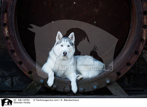 Siberian Husky / Siberian Husky / KB-14550