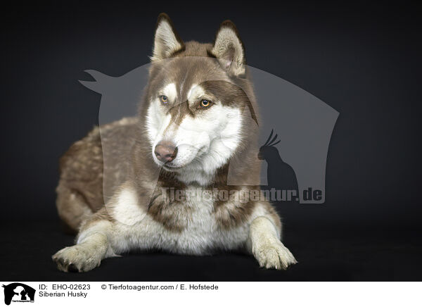 Siberian Husky / EHO-02623