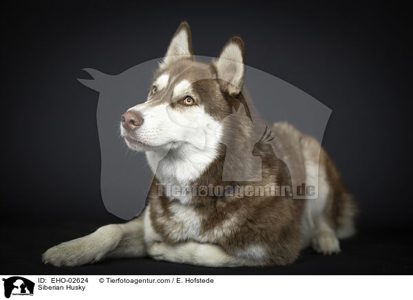 Siberian Husky / Siberian Husky / EHO-02624