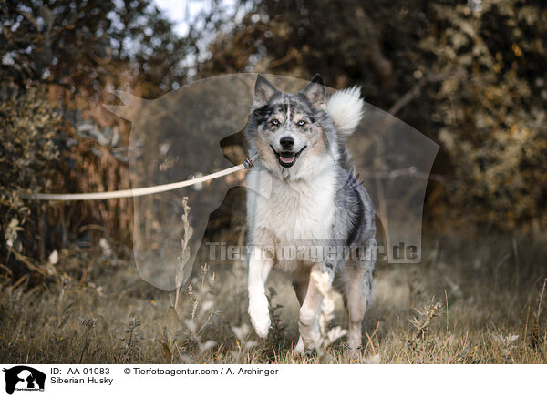 Siberian Husky / Siberian Husky / AA-01083