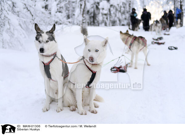 Siberian Huskys / Siberian Huskys / MAW-01306