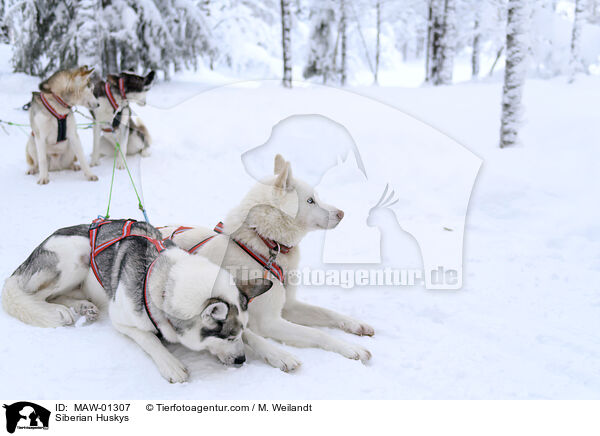 Siberian Huskys / Siberian Huskys / MAW-01307