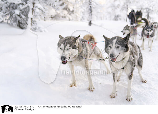 Siberian Huskys / Siberian Huskys / MAW-01312