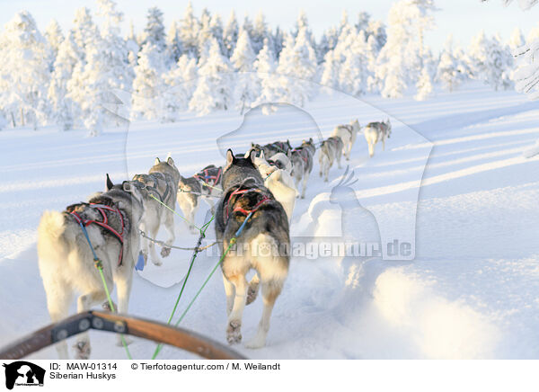 Siberian Huskys / Siberian Huskys / MAW-01314