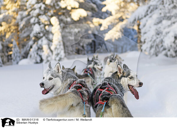 Siberian Huskys / Siberian Huskys / MAW-01316