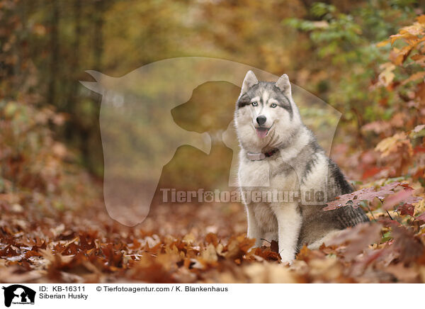 Siberian Husky / Siberian Husky / KB-16311