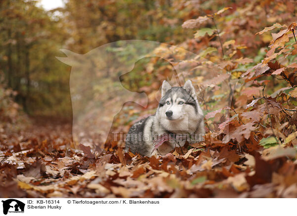 Siberian Husky / Siberian Husky / KB-16314