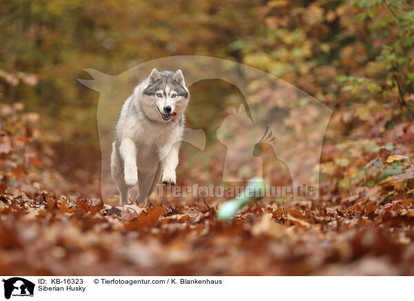 Siberian Husky / KB-16323