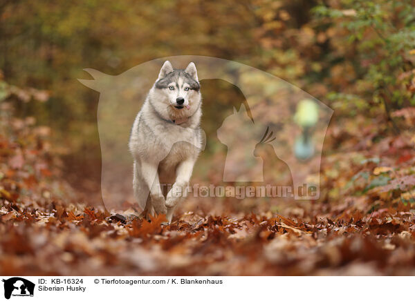 Siberian Husky / Siberian Husky / KB-16324