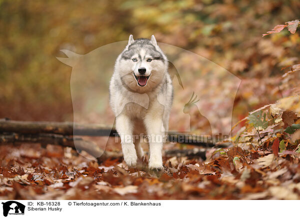 Siberian Husky / KB-16328