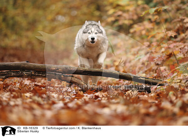 Siberian Husky / Siberian Husky / KB-16329