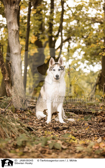 Siberian Husky / Siberian Husky / JAM-06045