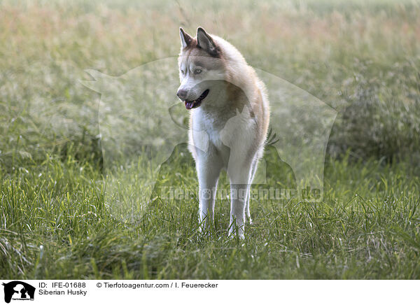 Siberian Husky / Siberian Husky / IFE-01688