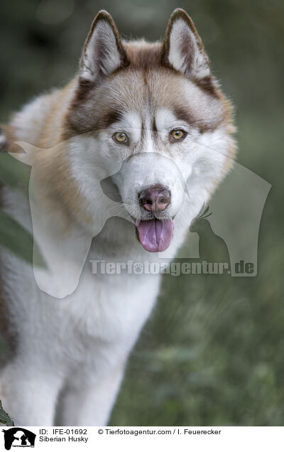 Siberian Husky / Siberian Husky / IFE-01692