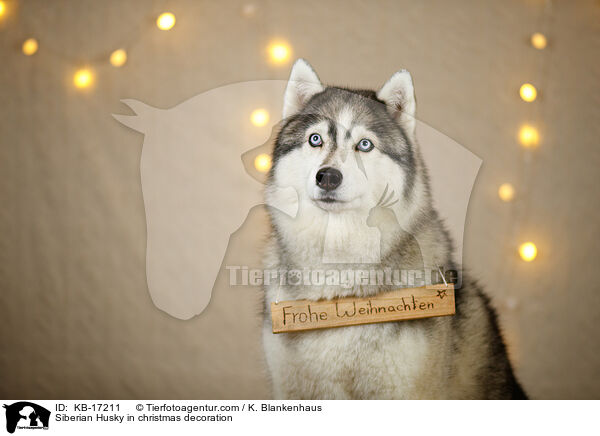 Siberian Husky in Weihnachtsdeko / Siberian Husky in christmas decoration / KB-17211