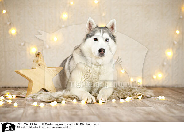 Siberian Husky in Weihnachtsdeko / Siberian Husky in christmas decoration / KB-17214