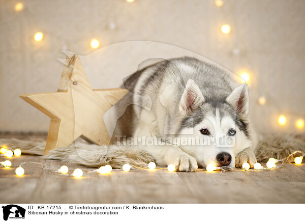 Siberian Husky in Weihnachtsdeko / Siberian Husky in christmas decoration / KB-17215