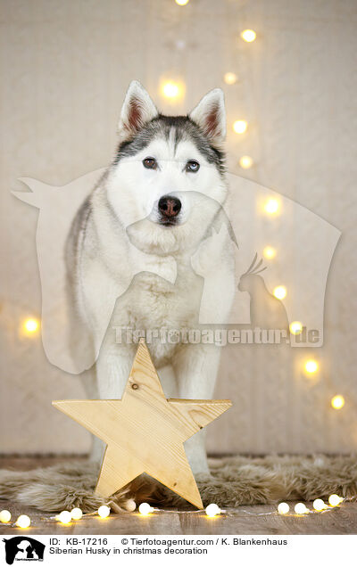 Siberian Husky in Weihnachtsdeko / Siberian Husky in christmas decoration / KB-17216