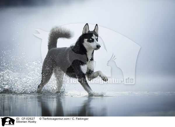 Siberian Husky / Siberian Husky / CF-02627