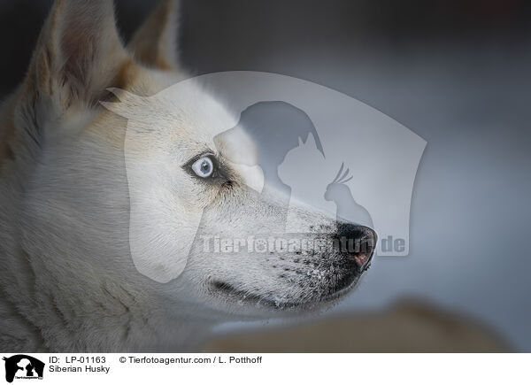 Siberian Husky / Siberian Husky / LP-01163